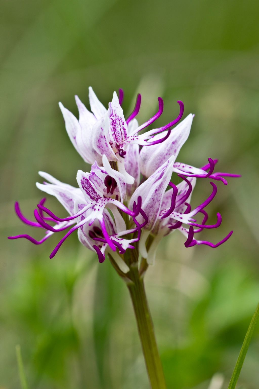 Orchis simia